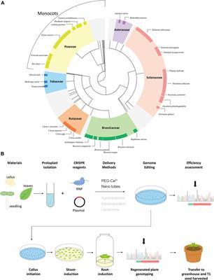 Protoplasts: From Isolation to CRISPR/Cas Genome Editing Application